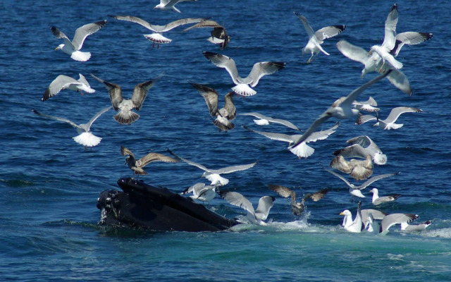 Surfside Hotel and Suites