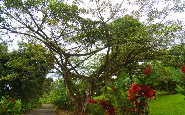 Hotel Heliconias Nature Inn & Hot Springs