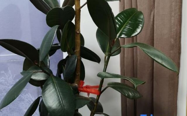 Xiaoxia Homestay
