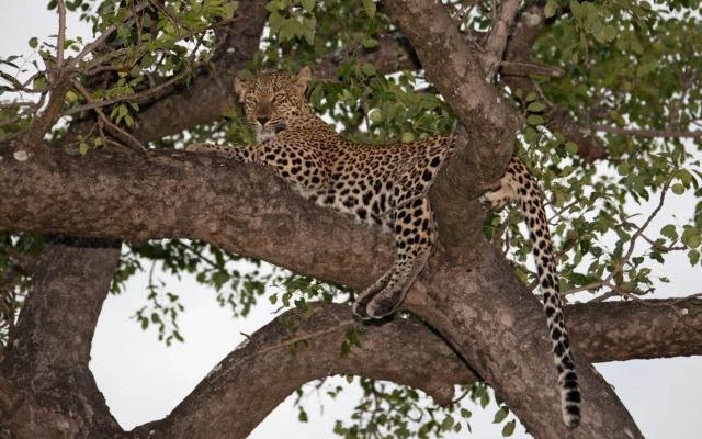 Rhino Ridge Safari Lodge