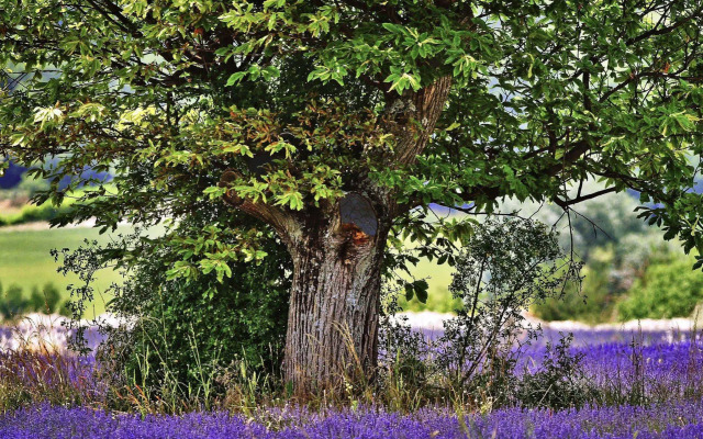 Aparthotel Adagio Aix en Provence Centre