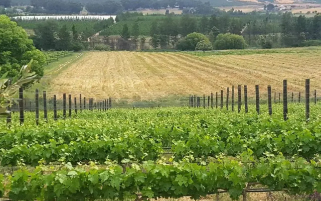 Lemberg Wine Estate