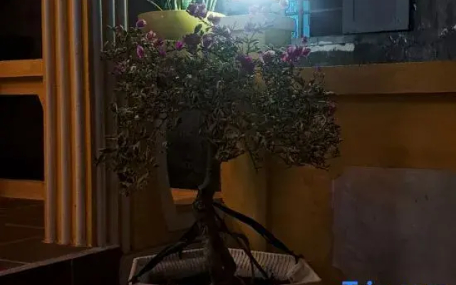 Phở Homestay
