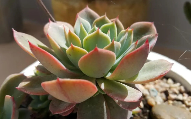 Triplex con terraza única a 50 mts del mar