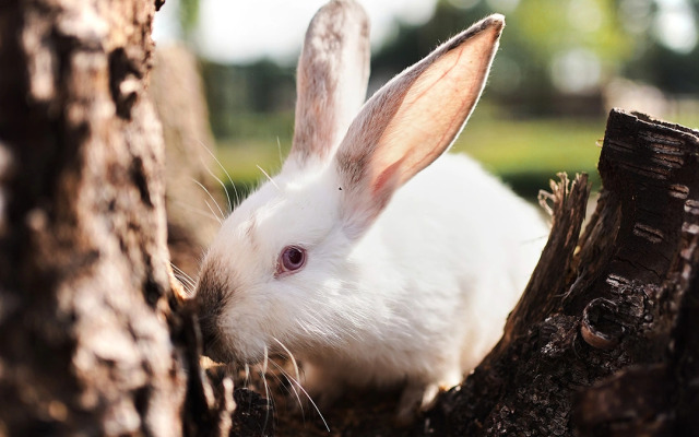 Ёлки(Архангельская)