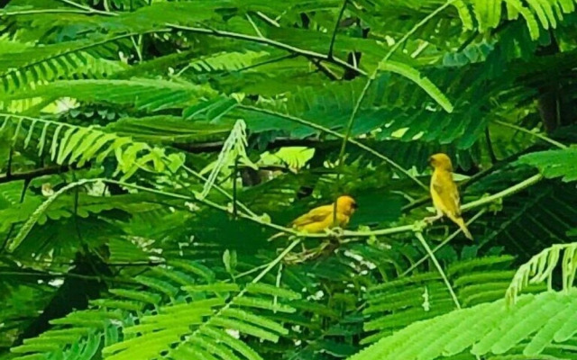 The Dream Garden Bungalow