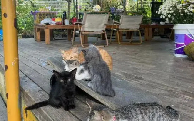 GAR'S Cat Nest Homestay