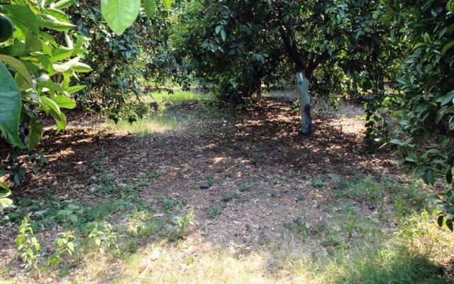 Gold Altinkaya Camping Apart