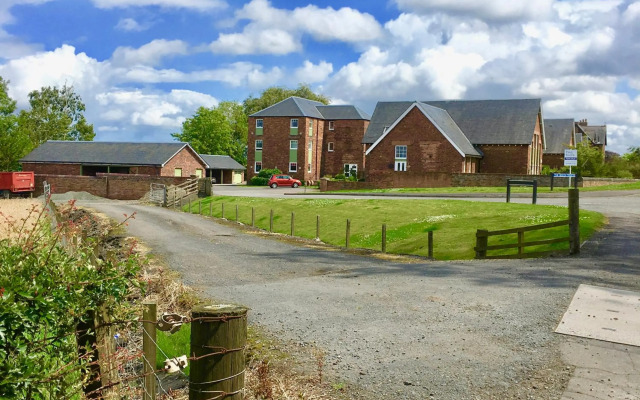 The Little Beech Tree