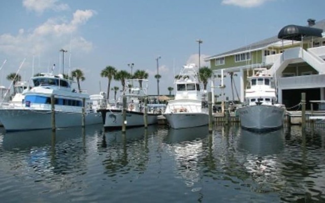 Emerald Dolphin by Surfside VR