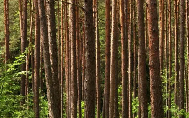 Bursztynowy Zakątek