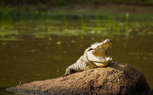 Ruhunu Safari Camping - Udawalawe