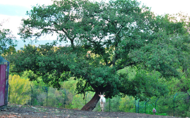 Il Daino Bianco Country Hotel