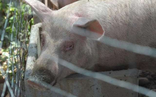 Agriturismo Sol De Montalto