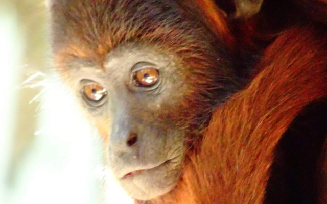 Villa Hermosa de Tambopata Casa Hospedaje & Hostel