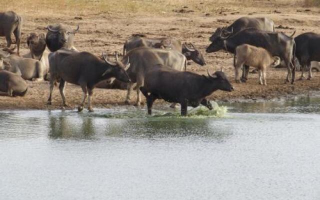 Elephant Reach Udawalawa