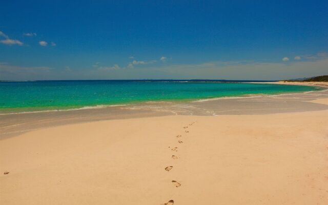 Anguilla's Bird of Paradise