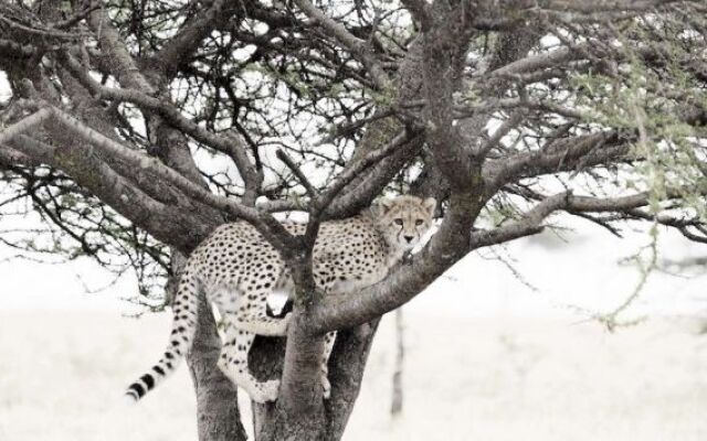 Naboisho Camp
