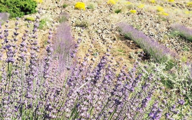 Beyaz Adalar Atlihan Apart Otel