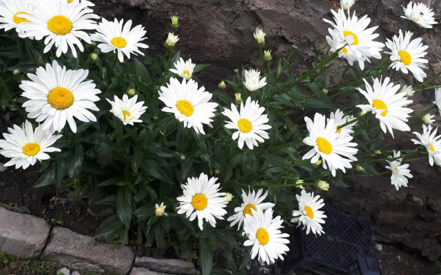 Veriko's Guest Hause