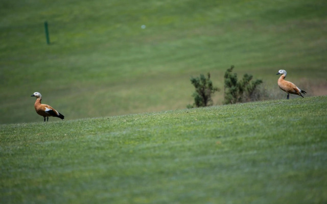 Vista Golf 28