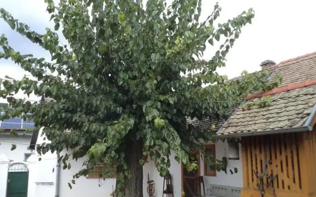 Country House Pod dudom Aljmaš