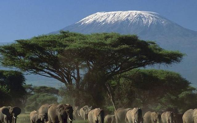 Maasai Simba Camp