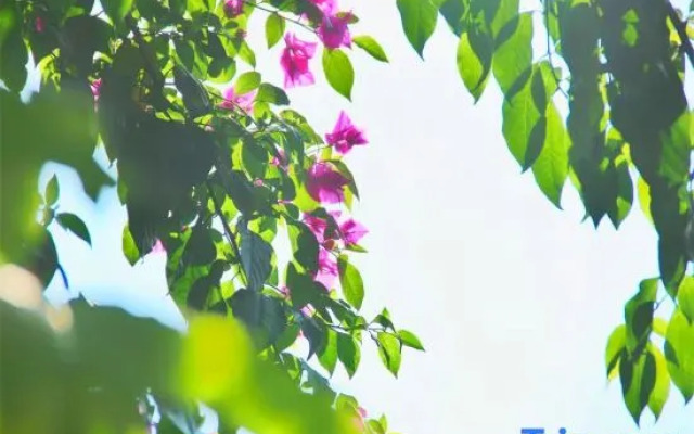 Wushanju Snow Mountain View Homestay