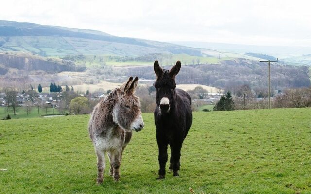 Bondcroft Farm