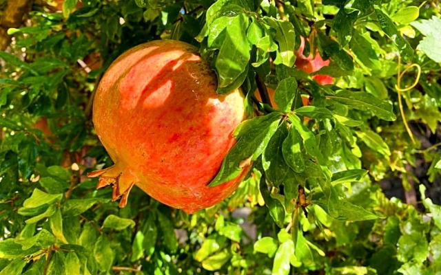 Suleymans Garden