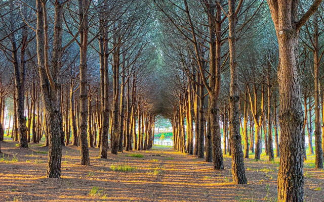 Popilia Country Resort