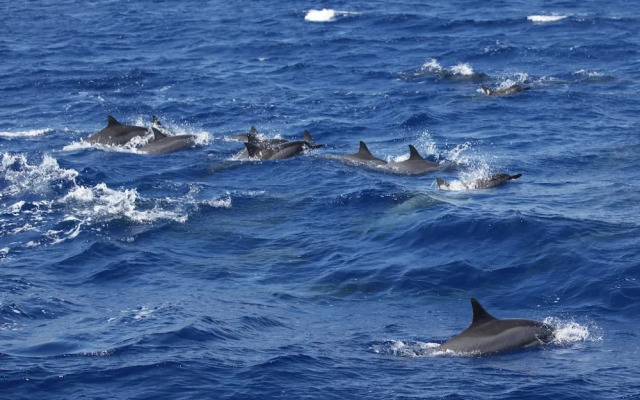 Wai'ula'ula D201 by RedAwning