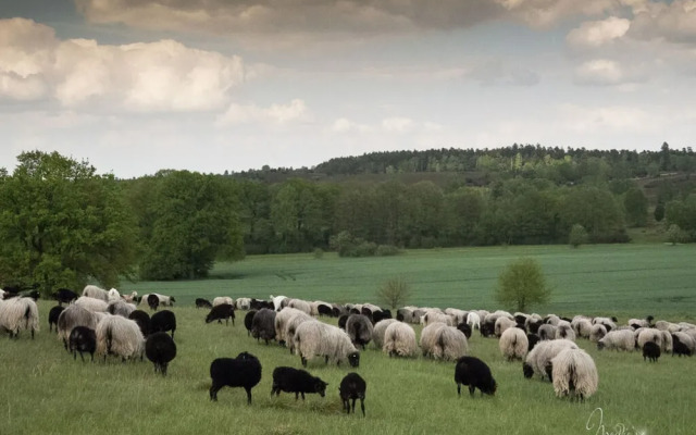 Heidetraum in der Pension Heidetraum