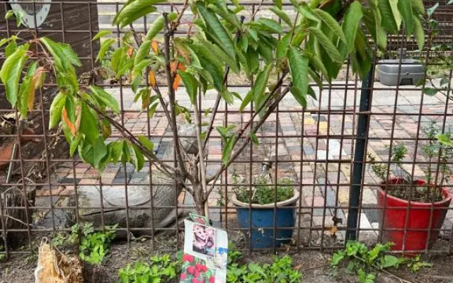 TinyHOuse Chalet Le JasOn