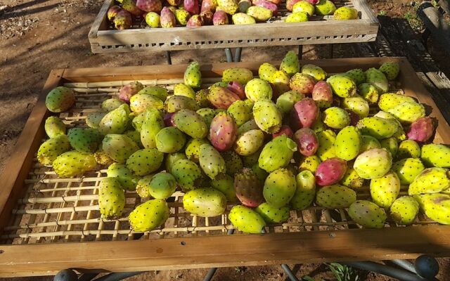 Le Radici Casa Vacanze