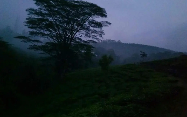 Whispering Pinewood