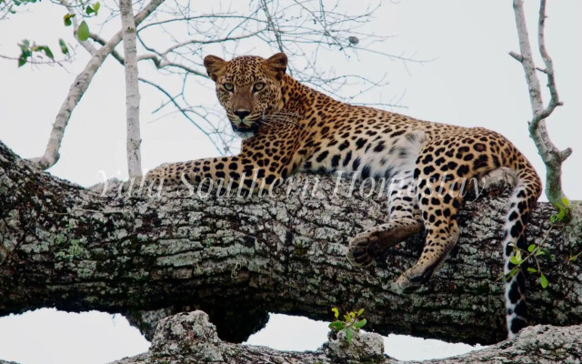 Yala Southern Homestay