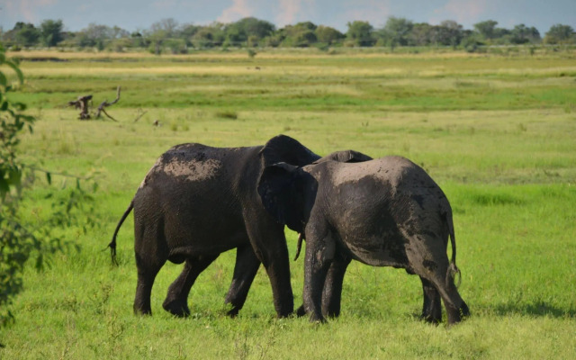 Ngoma Safari Lodge