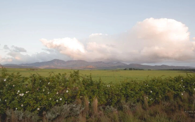Endless Vineyards at Wildekrans Wine Estate