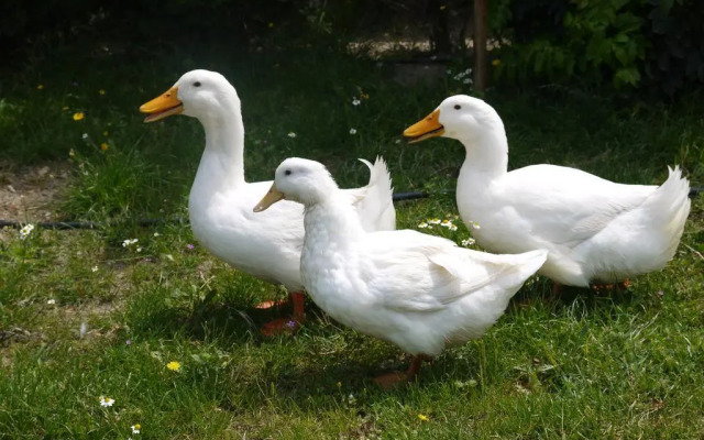 Naturalife Farm Hotel