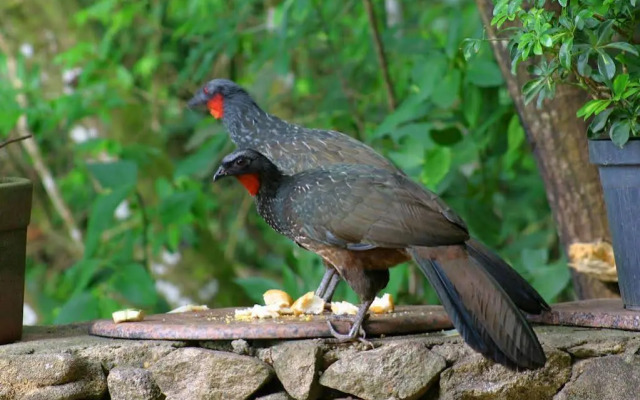 Pousada Candonga Da Serra Hotel