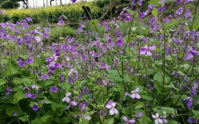 Jinyun Quyue Qingge Homestay (Xiandu Scenic Area)