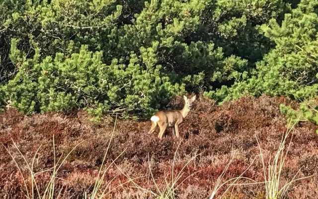 Scenic Holiday Home in Rømø with Hot Tub & Sauna