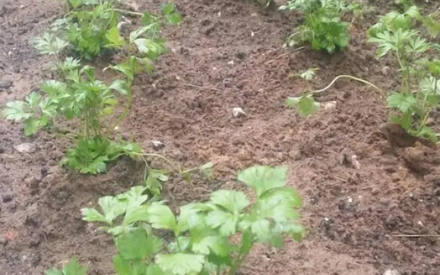 POUSADA E HOSTEL da MARLI no MUQUEM FLORIANOPOLIS