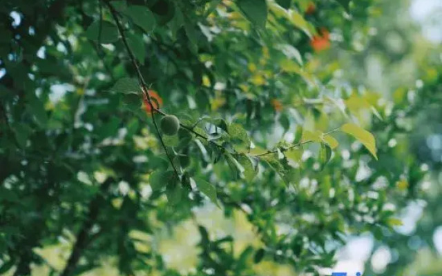 Yishan Banye Homestay (Longqi Wharf Branch)