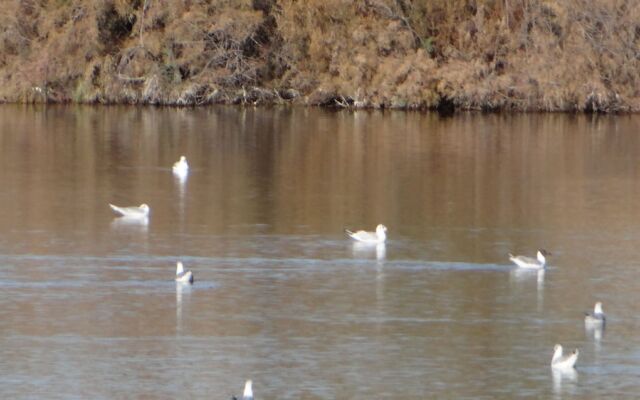 Vera Rental Torremar Natura