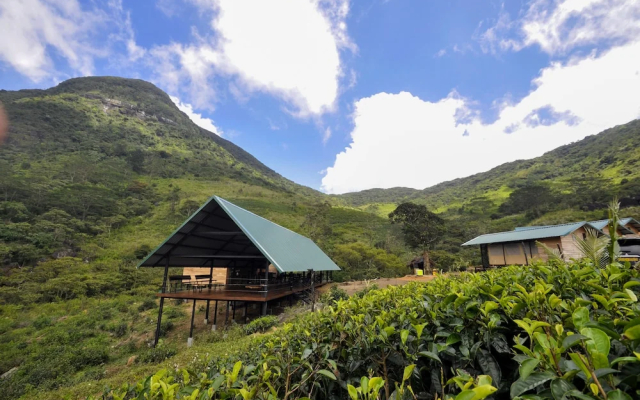 Wild Glamping Knuckles