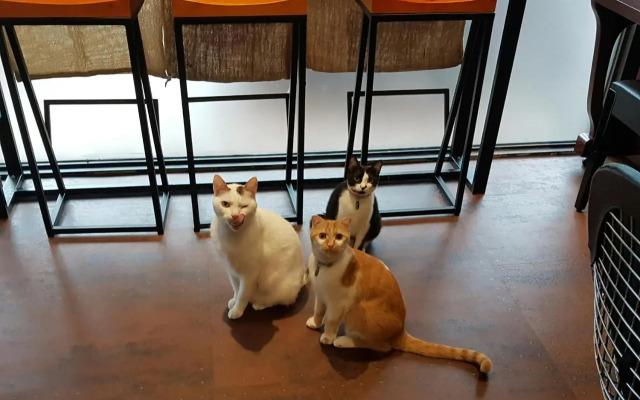 Meow G Cafe Hostel