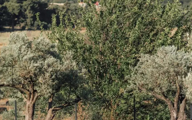 Teruar Urla