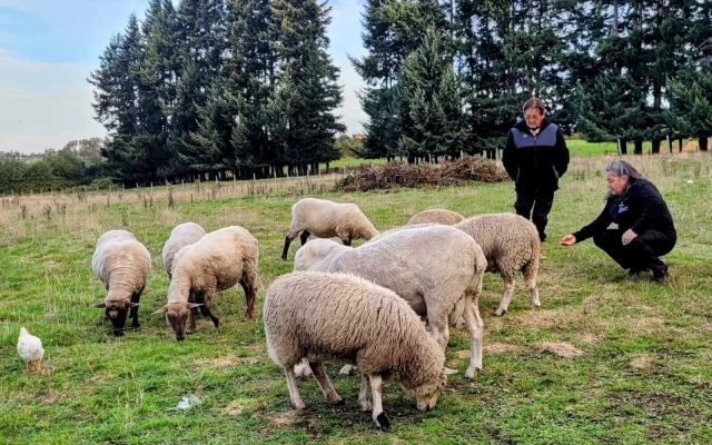 Cabañas Molino Viejo